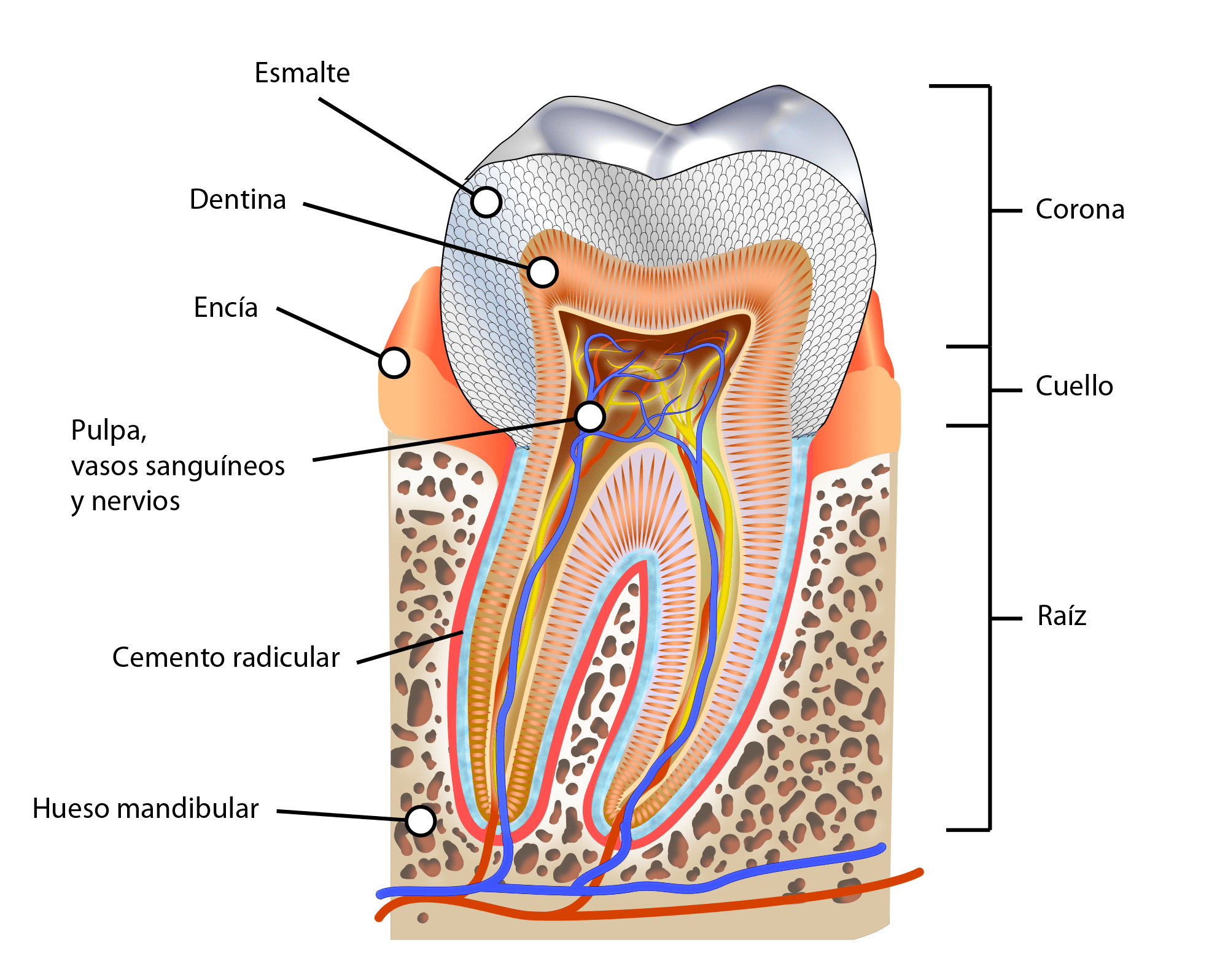 Conoce las partes de tu dientes